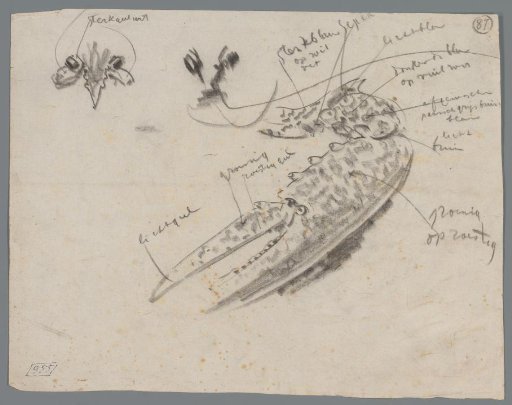 Study of a lobster