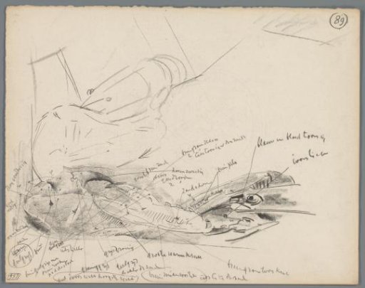 Study of a lobster