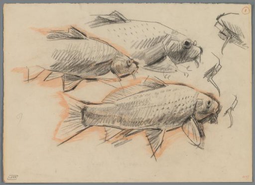 Studies of carp