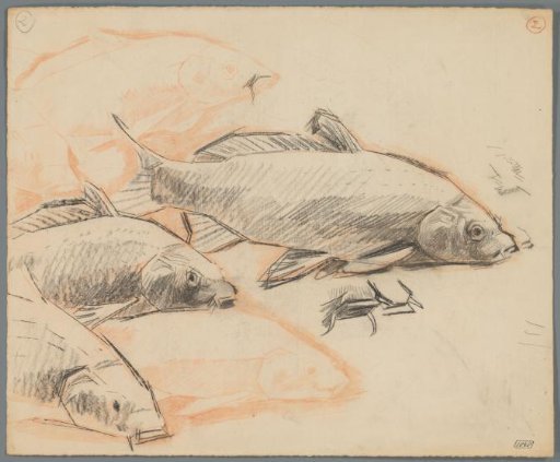Studies of carp