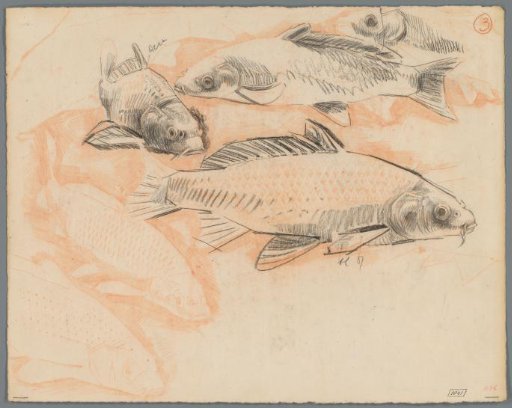 Studies of carp
