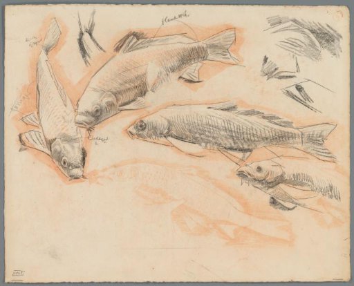 Studies of carp