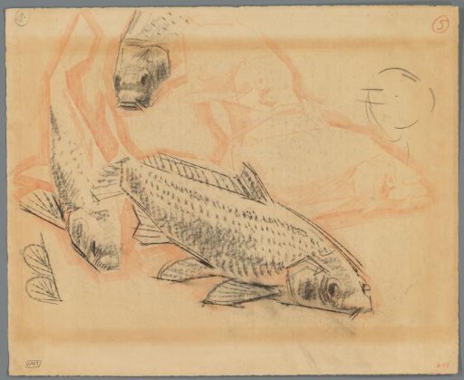 Studies of carp