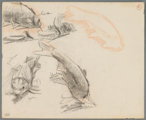 Studies of carp