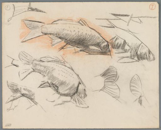 Studies of carp