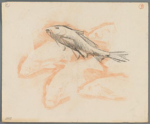 Studies of carp