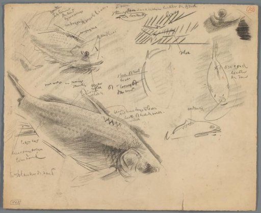 Studies of carp