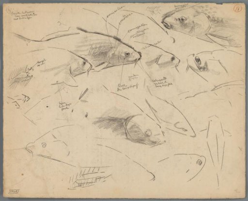Studies of carp