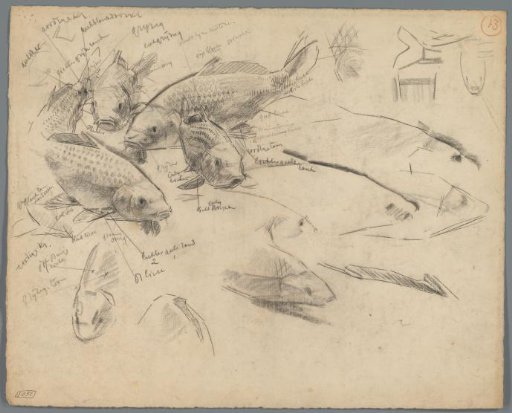 Studies of carp
