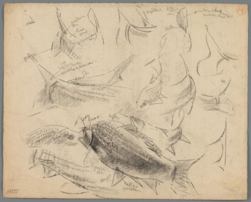 Studies of carp
