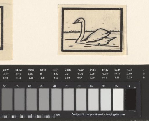 Swan in the Water