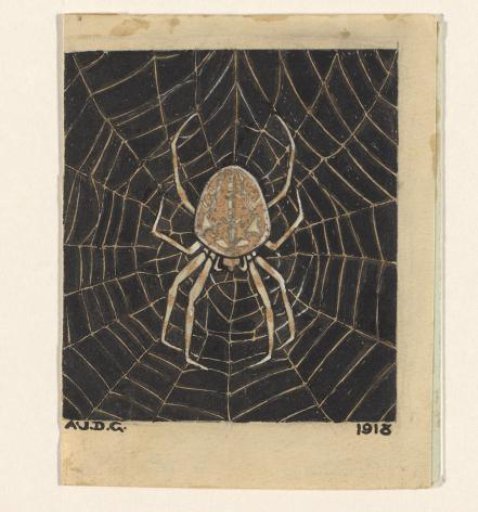 Spider in a Web