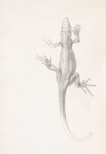 Lizard