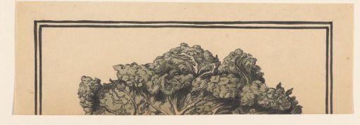 Cabbage leaf (fragment)