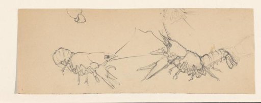 Two Crayfish
