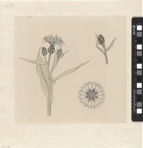 Studies of Cornflowers