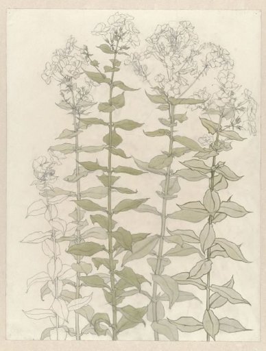 Studies of Phlox