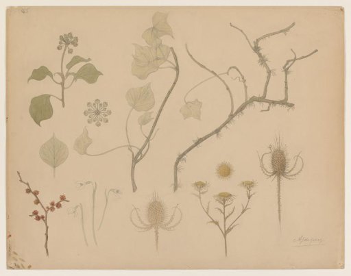 Studies of twigs, flowers, and thistles