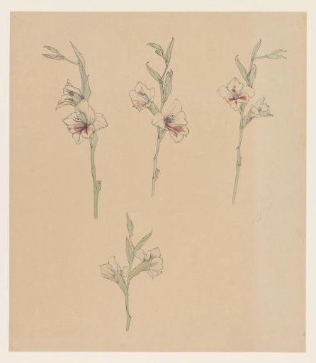 Flower studies