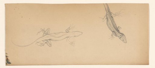 Lizards