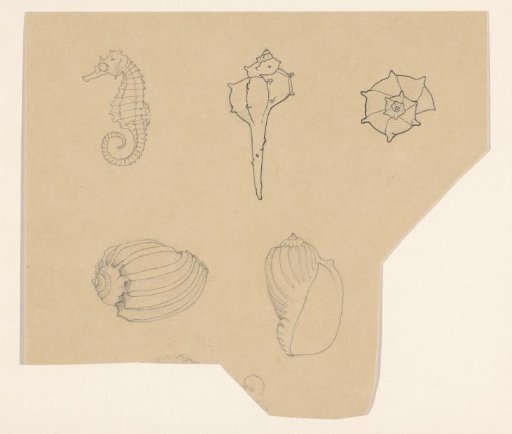 Study Sheet with Shells and a Seahorse
