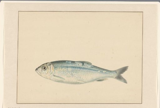 Herring