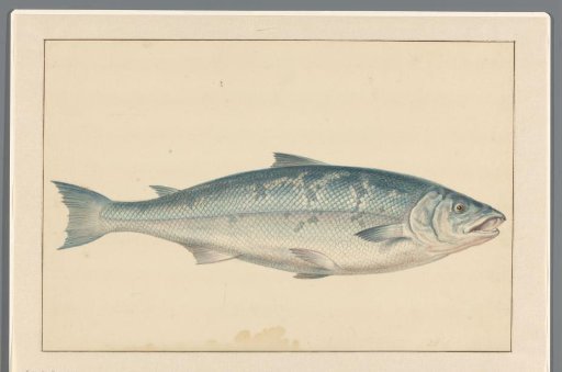 Salmon