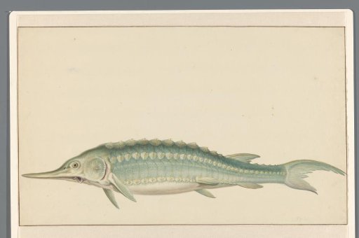 Sturgeon