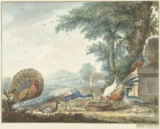 Chicken yard