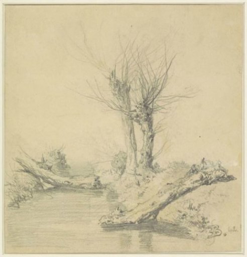 Pollard willows along a canal