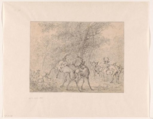 Group of Deer in the Forest