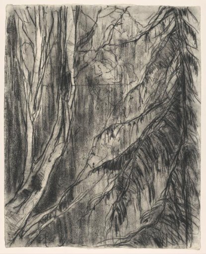Forest view