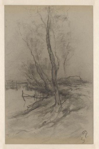 Poplars by a stream