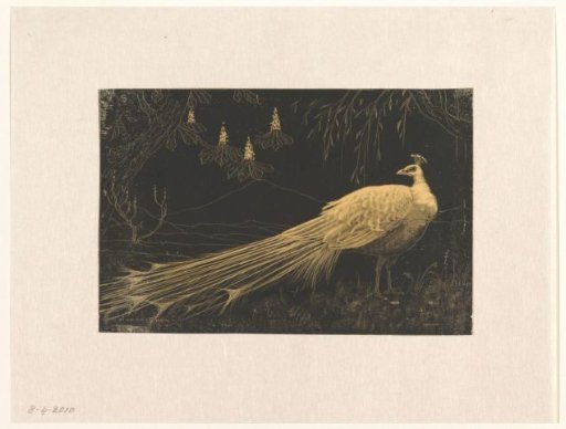 Peacock in a landscape