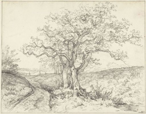 Trees along a path