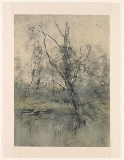 Tree by a forest pond