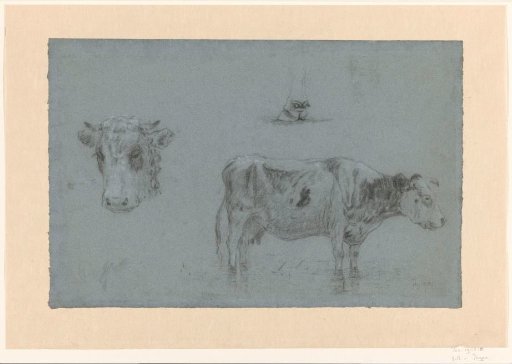 Studies of a cow