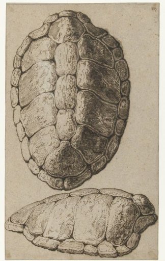 Study of the shell of a turtle