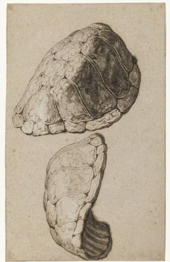 Study of the shell of a turtle