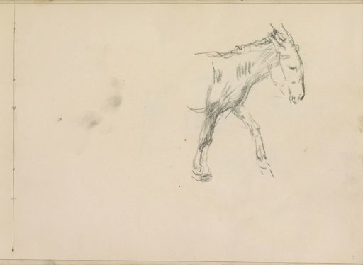 Donkey