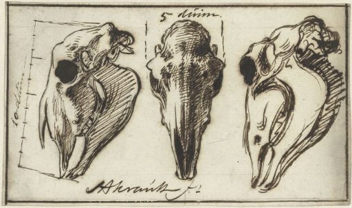 Three horse skulls