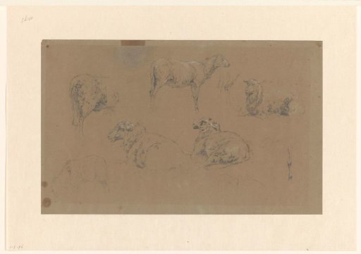 Sketch sheet with studies of sheep