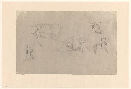 Sketch sheet with studies of cows