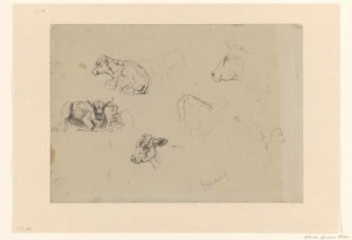 Sketch sheet with studies of cows