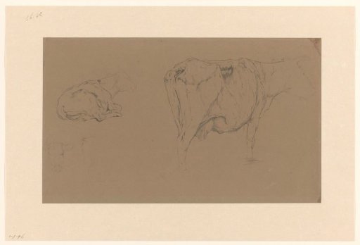 Sketch sheet with studies of cows