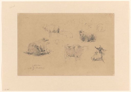 Sketch sheet with studies of sheep and cows