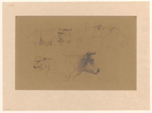 Sketch sheet with studies of cows