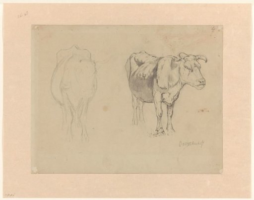 Sketch sheet with two studies of cows