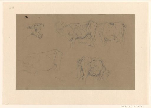 Sketch sheet with studies of cows
