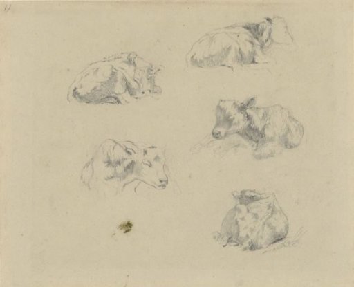 Studies of Cows